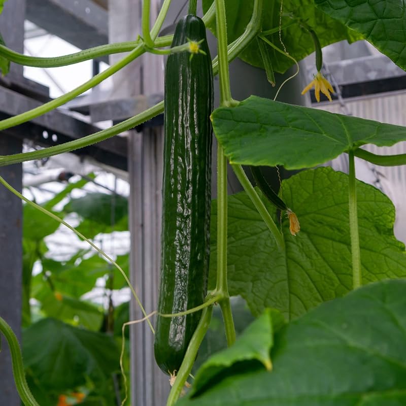 Kitazawa Seed Company Cucumber Seeds Hybrid Non-GMO Vegetable