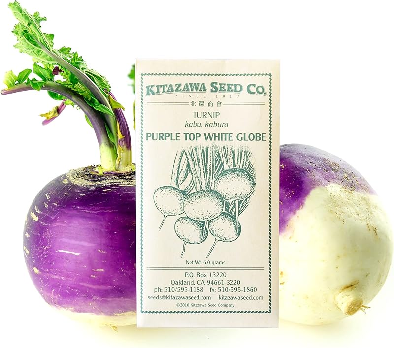 Kitazawa Seed Company Purple Turnip